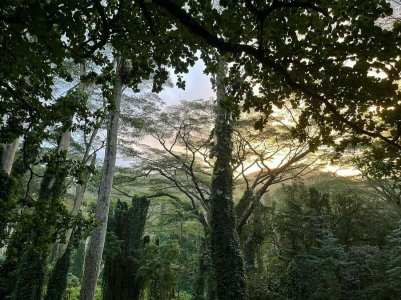 Hawaiian Waterfall Hike - Authentic and Enjoyable