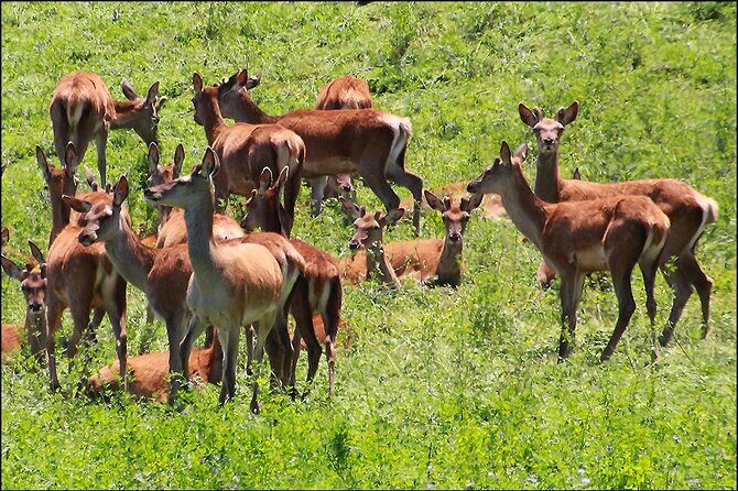 Hawkes Bay - Scenic, luncheon, wine Tour - Key Points