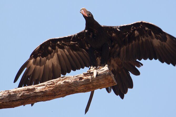Healesville Sanctuary And Phillip Island Wildlife Bus Tour - An In-Depth Look at the Tour Itinerary