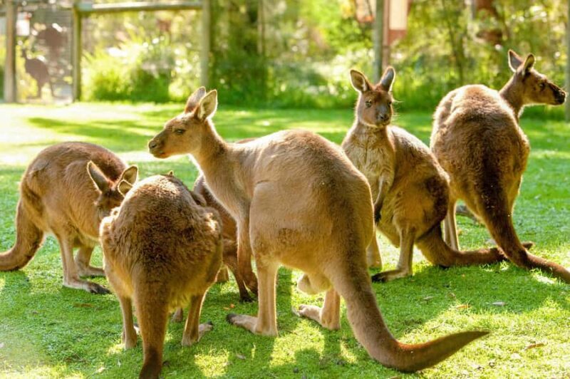 Healesville Sanctuary: General Admission Ticket - An In-Depth Look at Healesville Sanctuary