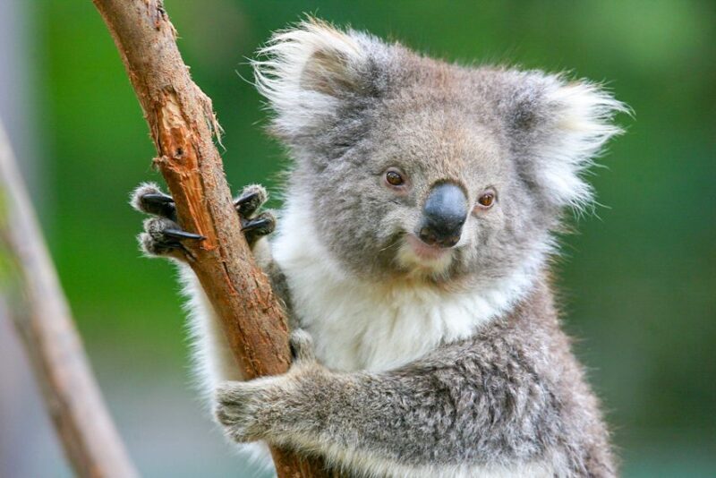 Healesville Sanctuary: General Admission Ticket - FAQ