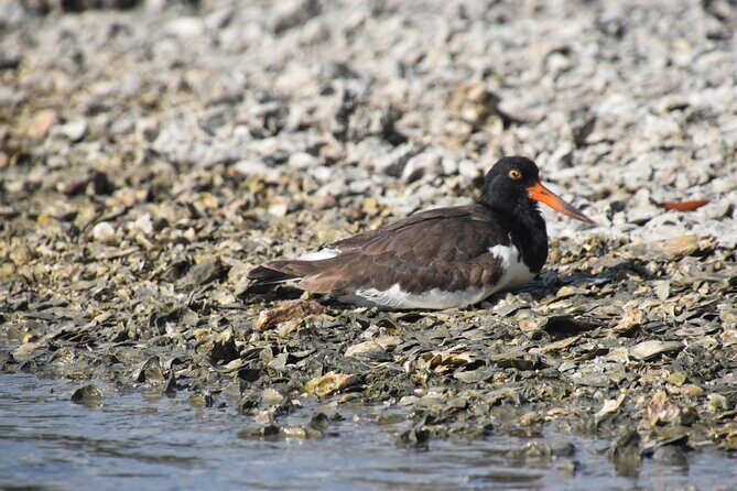 Heart of Rookery Bay Kayak Tour - An In-Depth Look at the Rookery Bay Kayak Experience