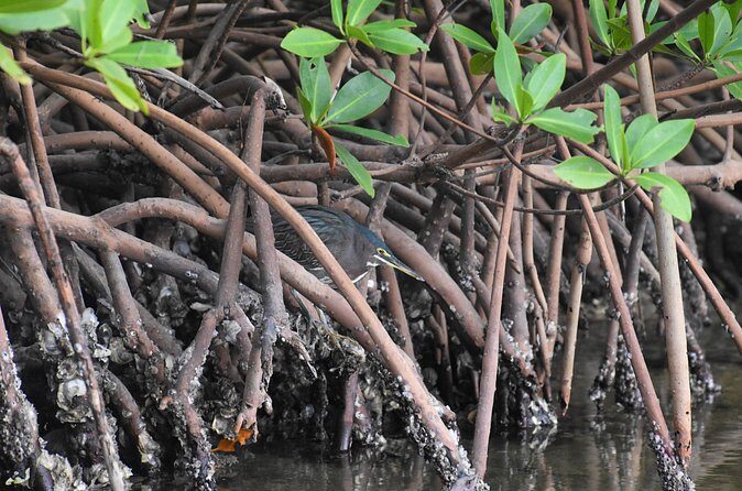 Heart of Rookery Bay Kayak Tour - Final Thoughts: Is It Worth It?