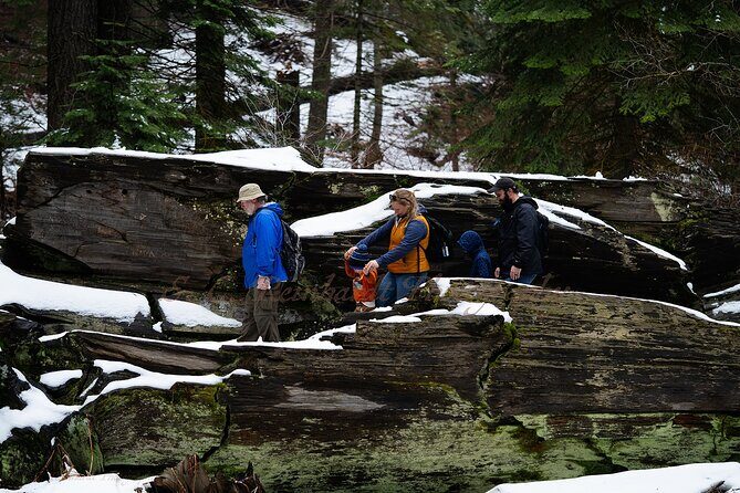 Heart of the Giant Forest Hike - Exploring the Heart of the Giant Forest