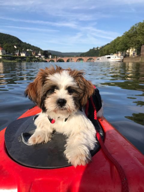 Heidelberg: 2-Hour Kayak Tour - Who This Tour Is Best For