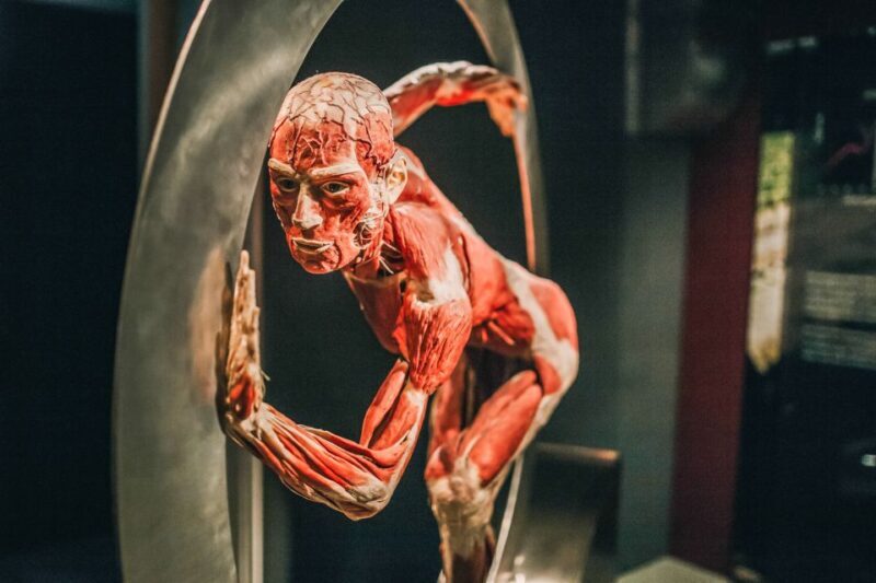 Heidelberg: BODY WORLDS Museum Entry Ticket - The Sum Up