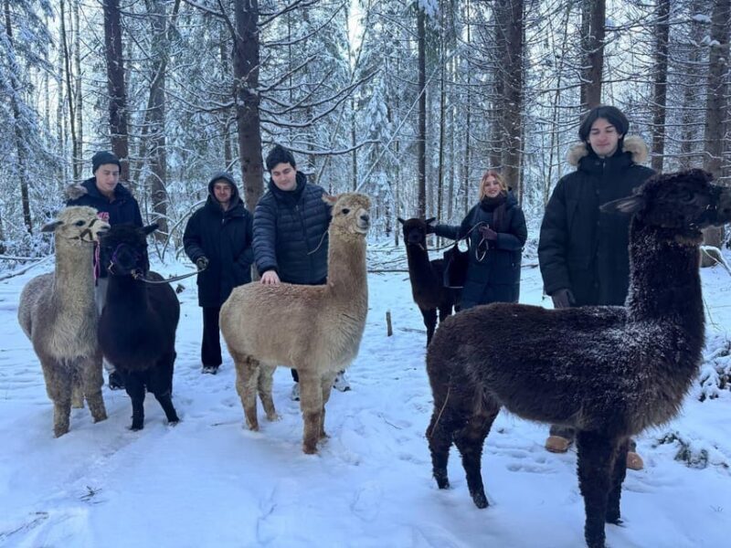 Helsinki: Alpaca Farm Tour with Guided Walk (private) - An Honest Look at the Helsinki Alpaca Farm Tour