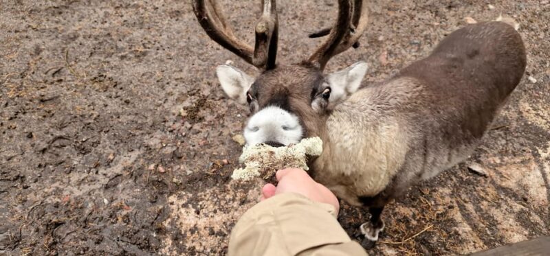 Helsinki Highlights+Nuuksio Buggy Ride+Reindeer farm visit - Practical Details & Experience Quality