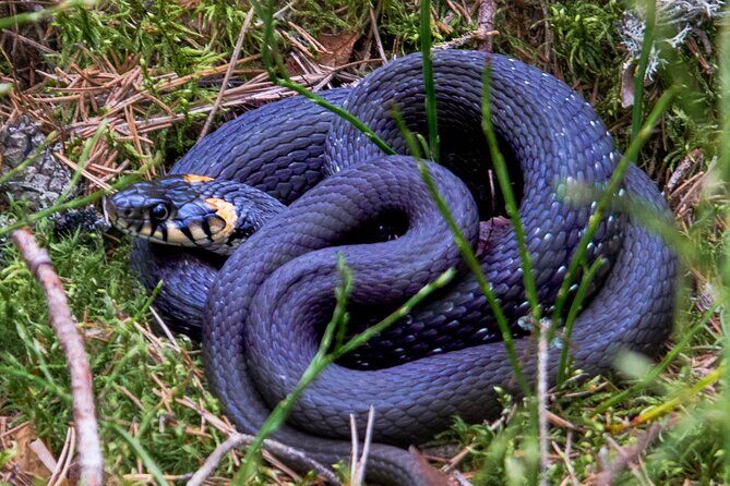 Helsinki: Nuuksio National park hiking with campfire lunch - Practical Details: From Booking to Departure