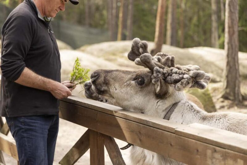 Helsinki: Reindeer Park and Horse Stable Private Tour - Who Will Love This Tour?