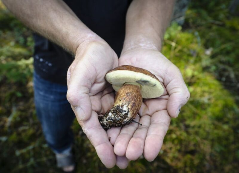 Helsinki: RIB Tour to Summer Cottage with BBQ and Sauna - Returning to Helsinki