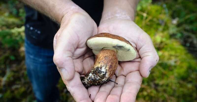 Helsinki: RIB Tour to Summer Cottage with BBQ and Sauna - Final Thoughts and Who It’s Best For