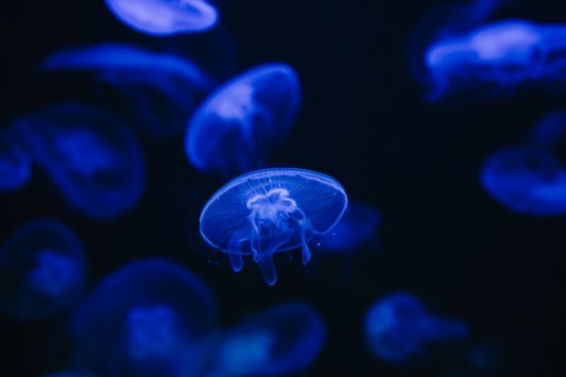 Heraklion Area: CRETAquarium Admission Ticket - Key Points