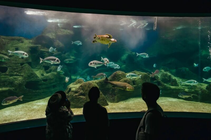 Heraklion Area: CRETAquarium Admission Ticket - Pricing and Value
