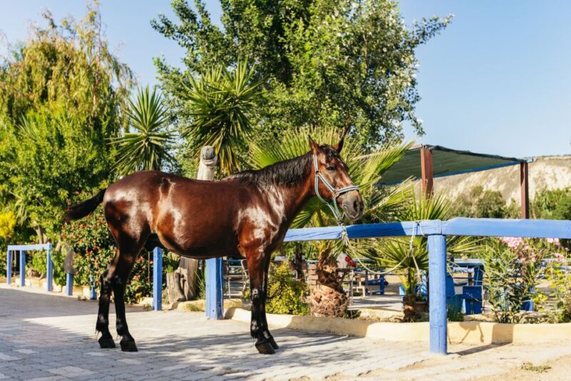 Heraklion: Finikia Horse Riding Tour with Lunch or Dinner - FAQs