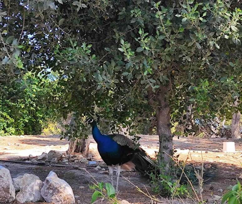 Heraklion Half-Day Tour, Cruise Friendly, Knossos+Top Sights - The Experience: Comfort, Flexibility, and Personal Touches