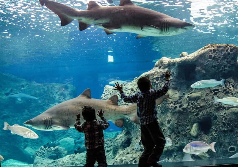 Heraklion: Heraklion Market & CretAquarium *SKIP The Line - The Full Experience: What to Expect from This Tour