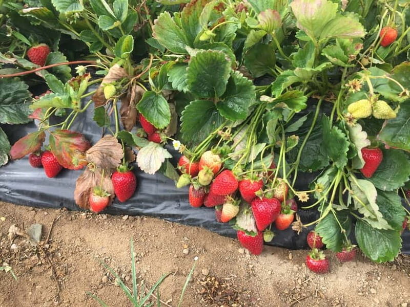 Heraklion: Knossos, Zeus, Villages & Olive Oil Factory Tour - A Deep Dive Into the Experience