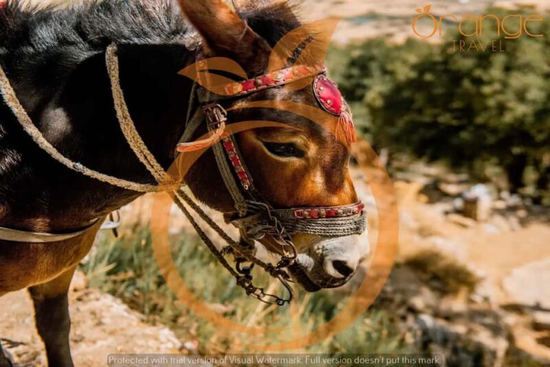 Heraklion :Lasithi Plateau -Mythology Park&Knossos Palace - Introduction to the Experience