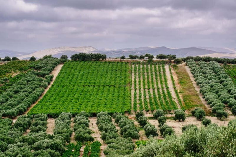 Heraklion: Olive oil and Wine Tour with Lunch - Key Points