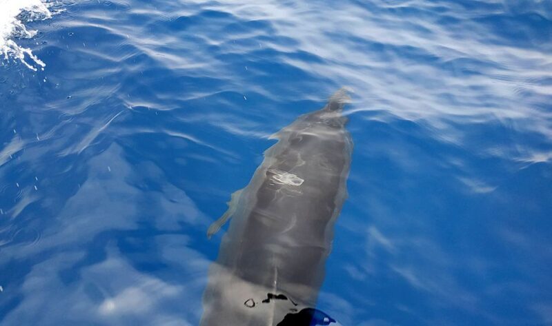 Heraklion: Private sailing to Dia Island with Lunch - Exploring the Experience: A Deep Dive into the Itinerary