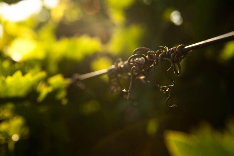 Heraklion: Private Wine tasting & Lunch at Lyrarakis Winery - A Detailed Look at the Experience