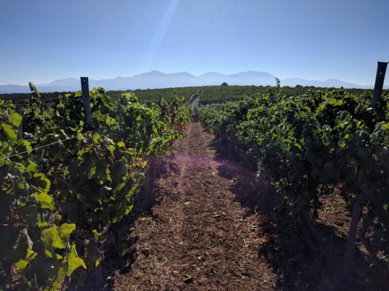 Heraklion: Private Wine tasting & Lunch at Lyrarakis Winery - Final Thoughts