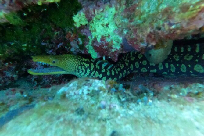 Heraklion: Scuba Diving Experience for Beginners - FAQ