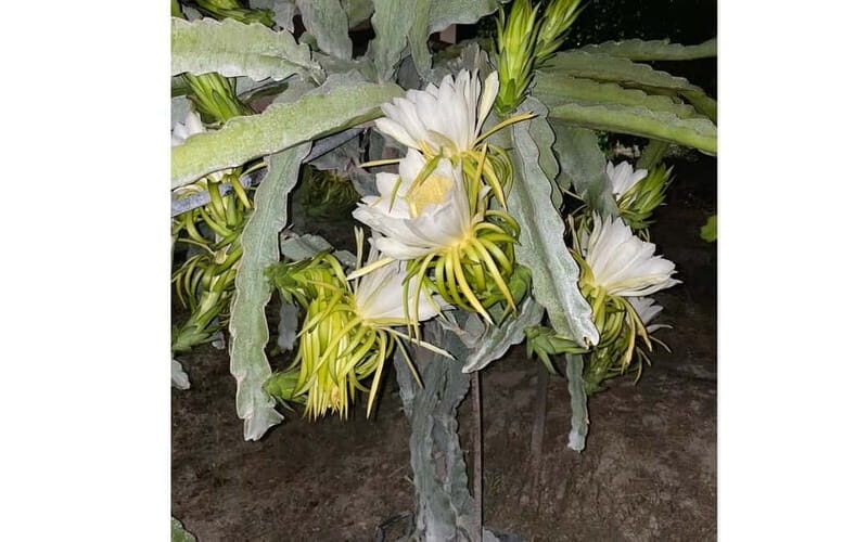 Heraklion: Sunset BBQ in the Olive Grove - Heraklion: Sunset BBQ in the Olive Grove – A Taste of Crete’s Tranquility and Flavor