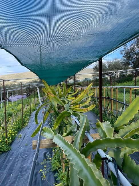 Heraklion: Sunset BBQ in the Olive Grove - Practical Details and Tips for the Tour