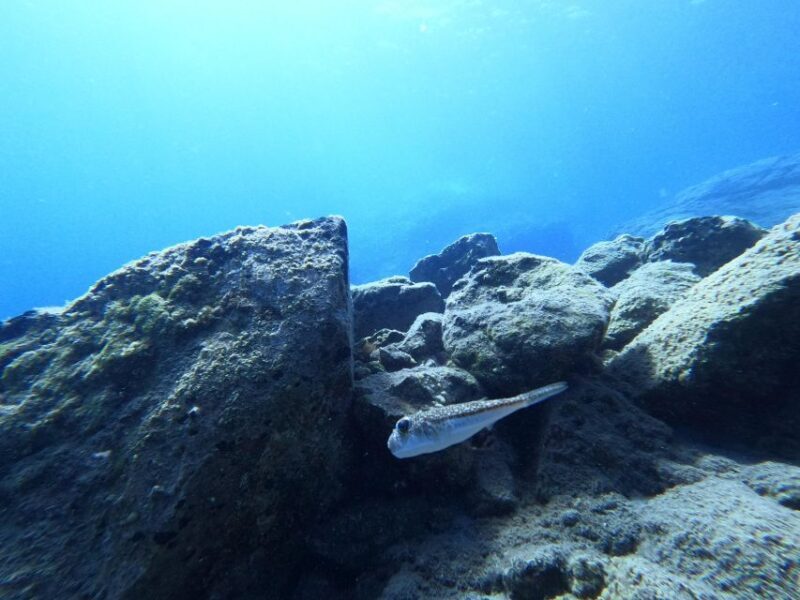 Heraklion: Try Scuba Diving For Beginners (1 dive) - The Sum Up: Is This Tour Worth It?