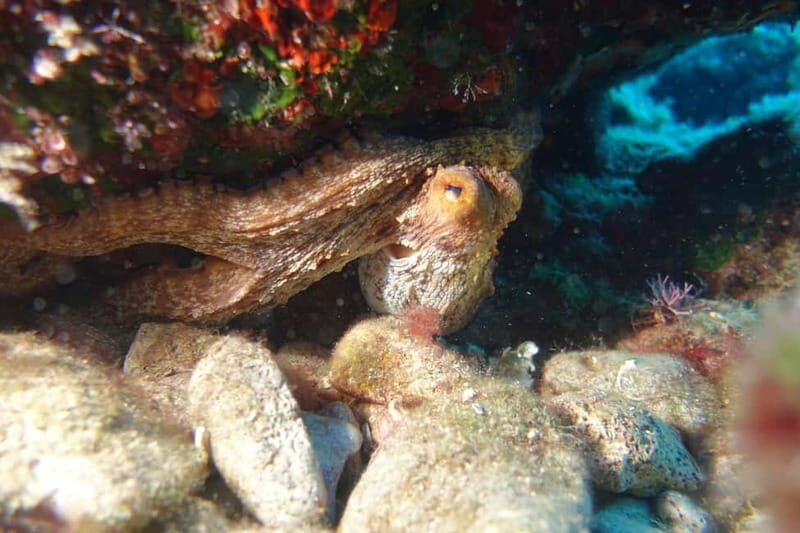 Heraklion: Try Scuba Diving - An Honest Look at the Heraklion Try Scuba Diving Experience