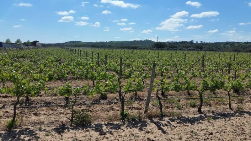 Herdade Canal Caveira - Winery Visit 4 Wines & Tapas - Final Thoughts: Why This Tour Stands Out