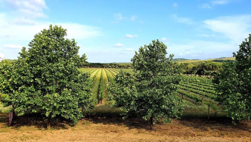 Herdade Canal Caveira Winery Visit with TOP5 Wines & Tapas - A Closer Look at the Experience
