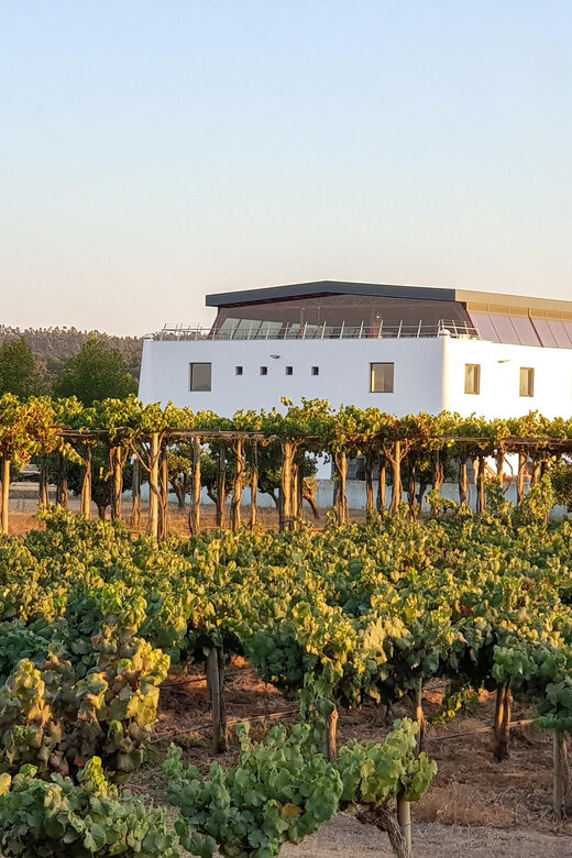 Herdade Canal Caveira Winery Visit with TOP5 Wines & Tapas - What the Reviews Say