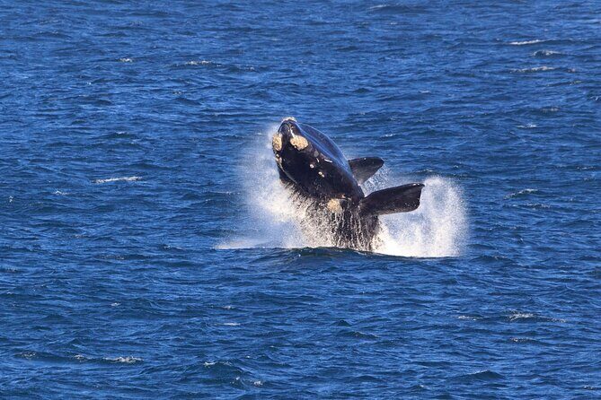 Hermanus Whale Watching Boat Trip - A Detailed Look at the Hermanus Whale Watching Boat Trip