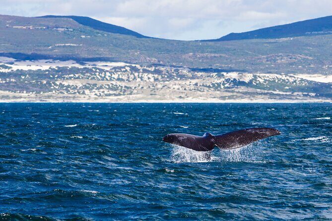 Hermanus Whale Watching Boat Trip - Practical Details: What You Need to Know