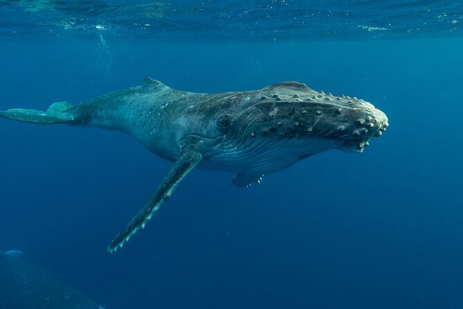 Hermanus Whale Watching Boat Trip - The Sum Up