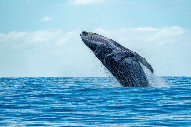Hermanus Whale Watching Boat Trip - FAQ