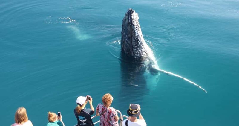 Hervey Bay 4-Hour Whale Watch Encounter - Key Points