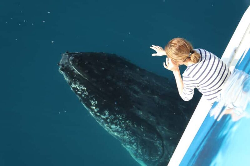 Hervey Bay 4-Hour Whale Watch Encounter - An Honest Look at the Hervey Bay Whale Watch Experience