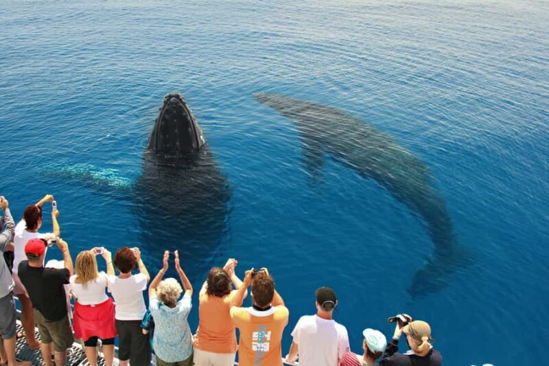 Hervey Bay 4-Hour Whale Watch Encounter - Who Will Benefit From This Tour?