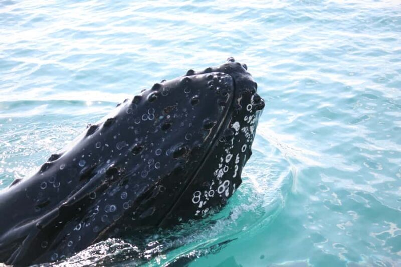 Hervey Bay 4-Hour Whale Watch Encounter - Final Thoughts: Is It Worth It?