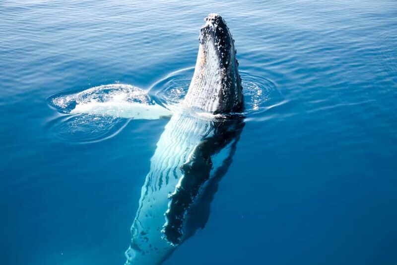 Hervey Bay 4-Hour Whale Watch Encounter - FAQ