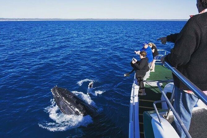Hervey Bay: Best Value Half Day Whale Watching Cruise - Introducing the Whale Watching Experience
