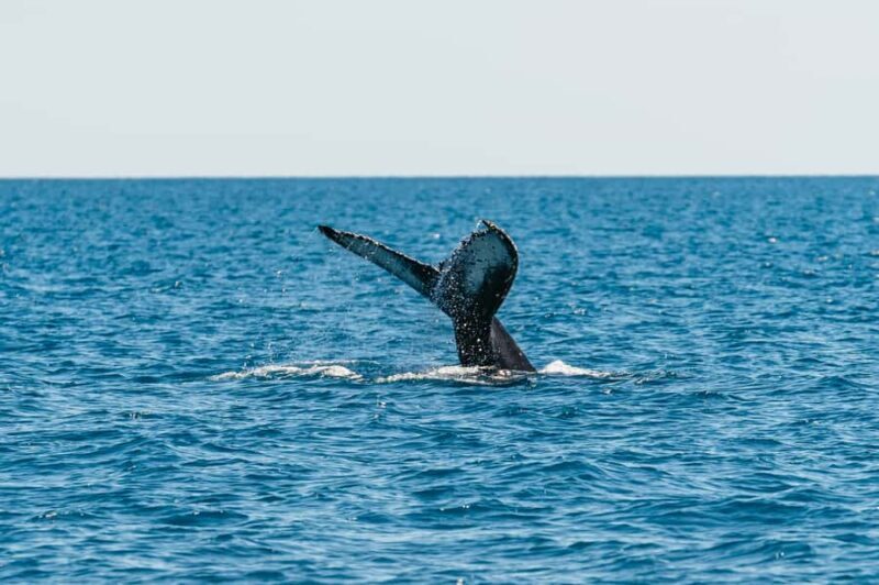 Hervey Bay: Exclusive Whale Watch Encounter - An In-Depth Look at the Hervey Bay Whale Encounter