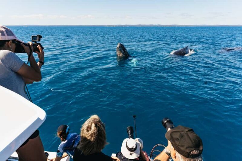 Hervey Bay: Exclusive Whale Watch Encounter - The Sum Up: Is This Tour for You?