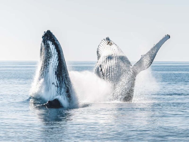 Hervey Bay: Half-Day Whale and Island Adventure by Boat - The Itinerary: What You Can Expect