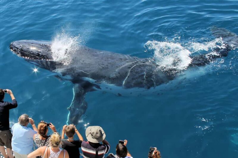 Hervey Bay: Half-Day Whale Watching Cruise - An In-Depth Look at the Experience