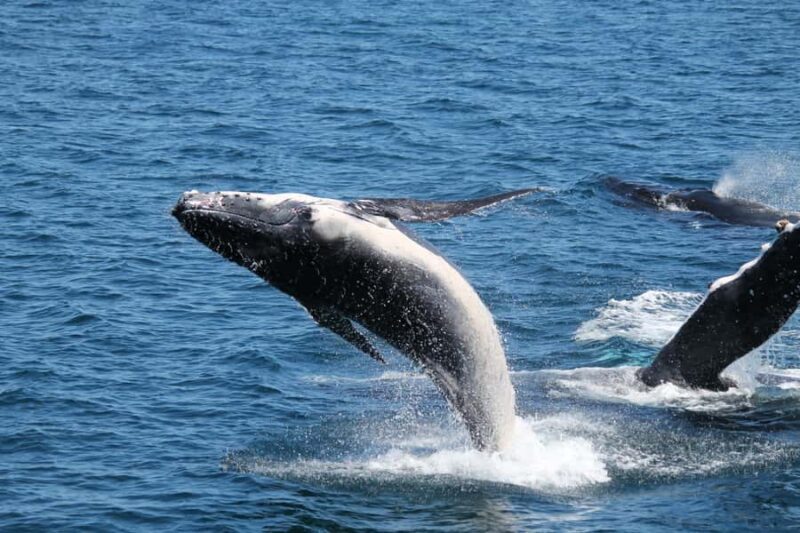 Hervey Bay: Half-Day Whale Watching Cruise - FAQ